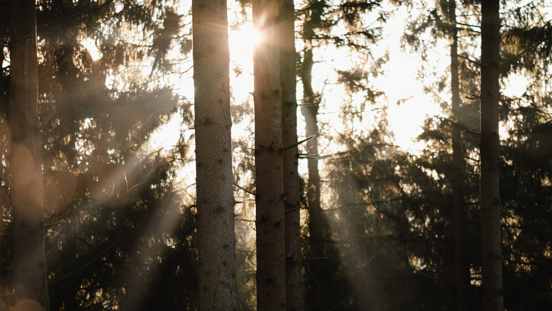 sunshine-through-the-trees